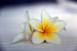 Lily of Seychelles.jpg